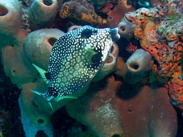 Smooth Trunkfish IMG 3014